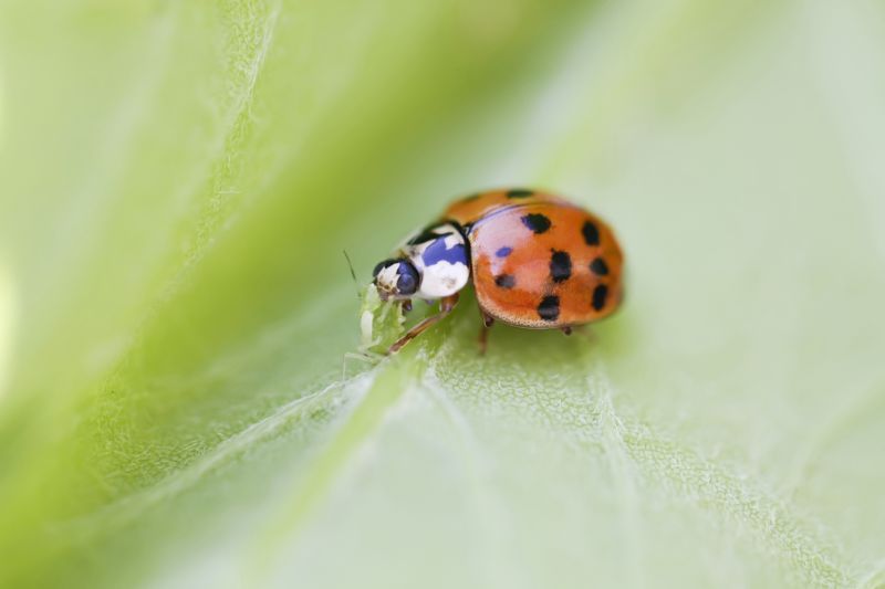 Ladybug Removal in Arlington, TX