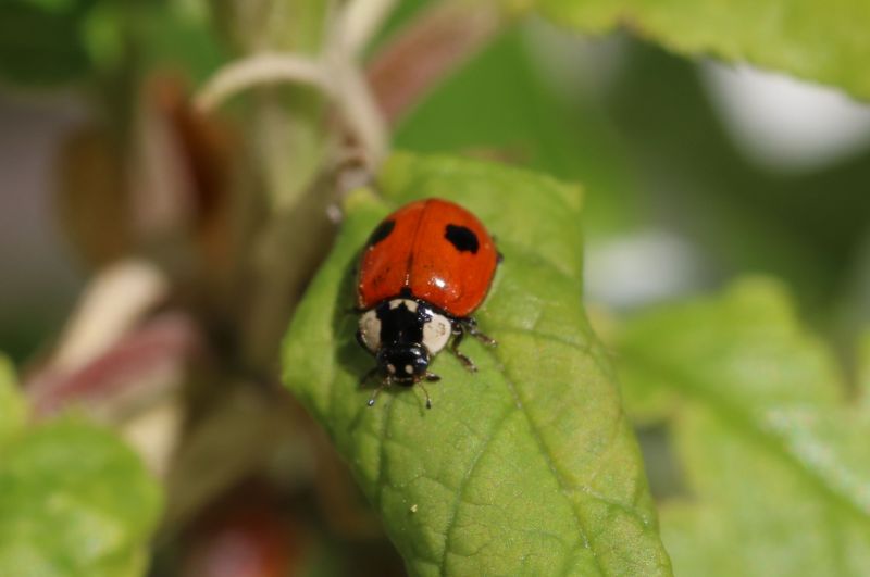 Ladybug Removal in Katy, TX