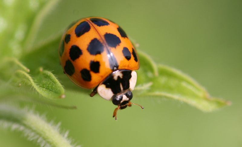 Ladybug Removal in Katy, TX