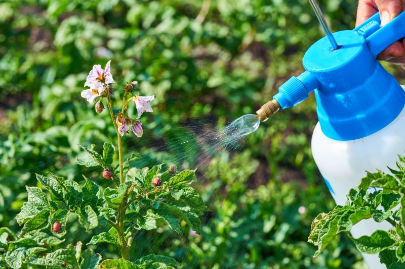 Lawn Insect Spraying in Arlington, TX