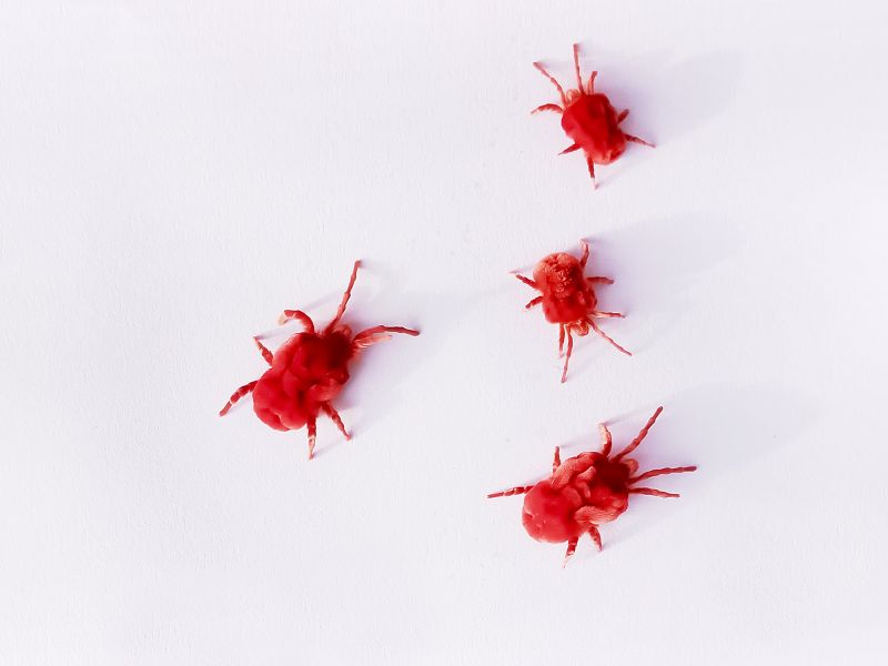 Mites Extermination in Frisco, TX