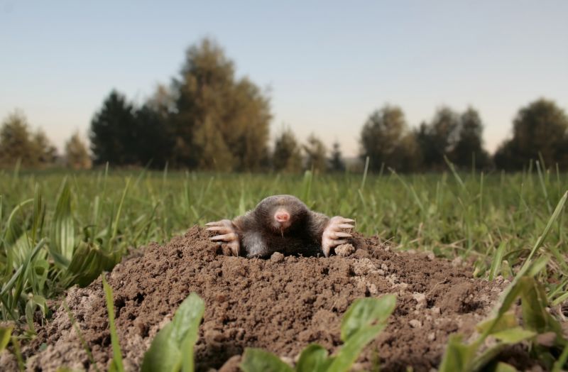 Moles In Your Yard: How Tunneling Damages Landscapes And Lawns