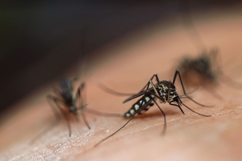 Mosquito Control Service in New Braunfels, TX