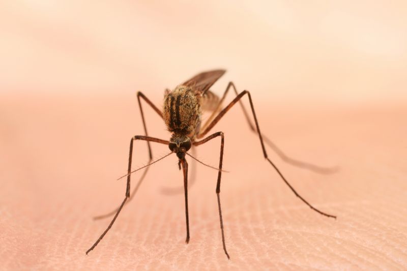 Mosquito Control Service in Frisco, TX