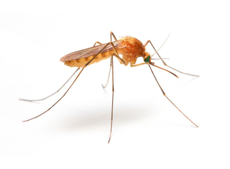 Mosquitoes Pest Control in New Braunfels, TX