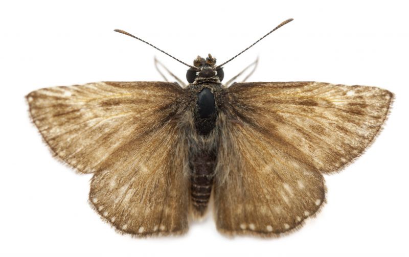 Moth Extermination in Katy, TX