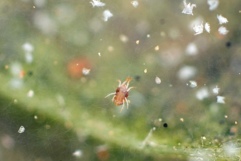 Mouse Spider Extermination in New Braunfels, TX