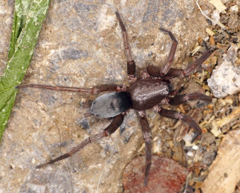 Mouse Spider Extermination in Katy, TX