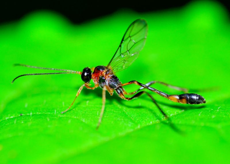 Mud Dauber Extermination in Katy, TX