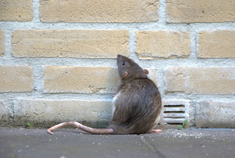 Rat Fumigation Service in Naperville, IL