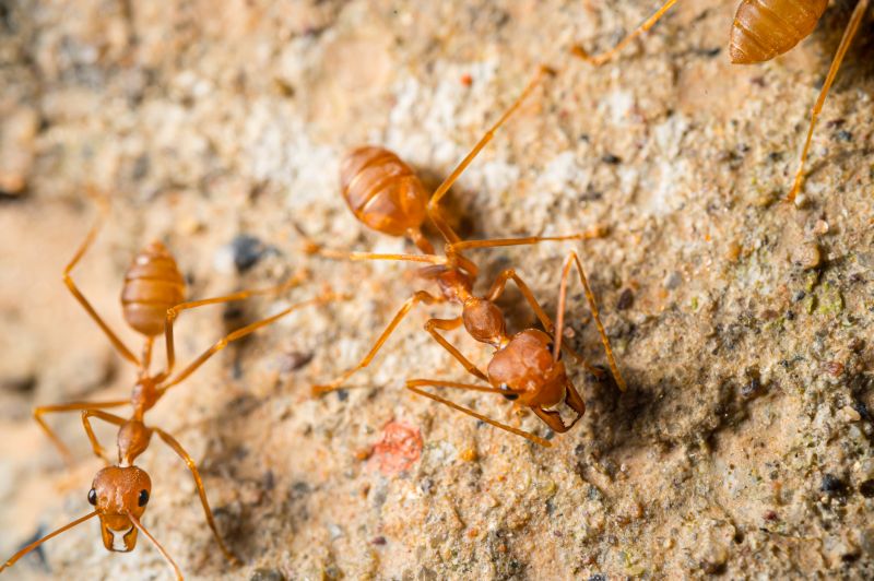 Red Ant Extermination in New Braunfels, TX