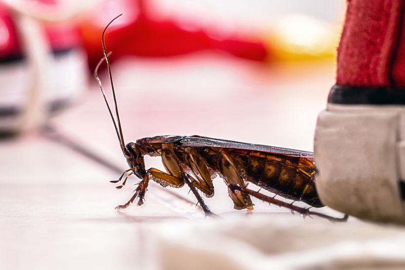 Roach Fumigation in Ann Arbor, MI