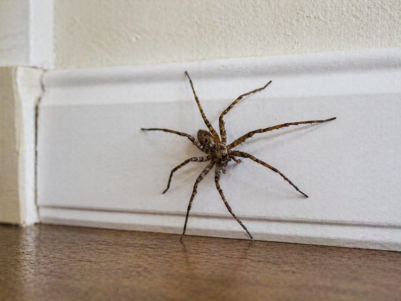 Spider Control Service in Mckinney, TX