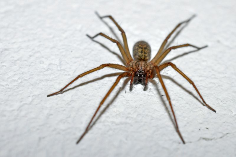 Spider Control Service in Rockwall, TX