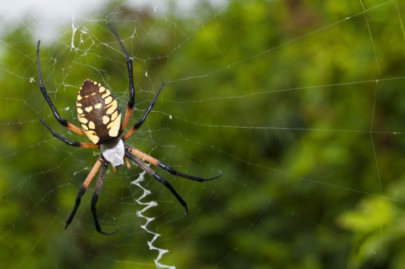 Spider Fumigation Service in Bellingham, WA
