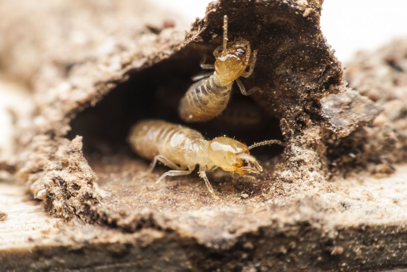 Termite Inspection Service in Frisco, TX