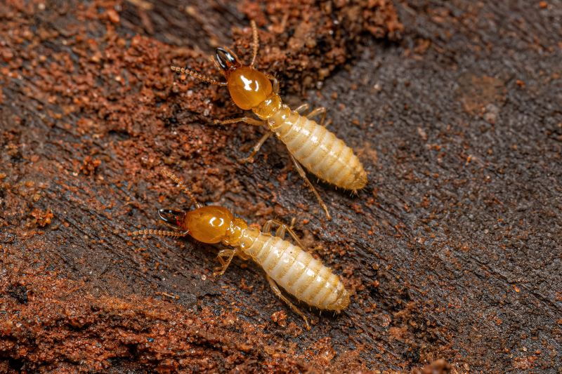 Termite Inspection Service in Katy, TX
