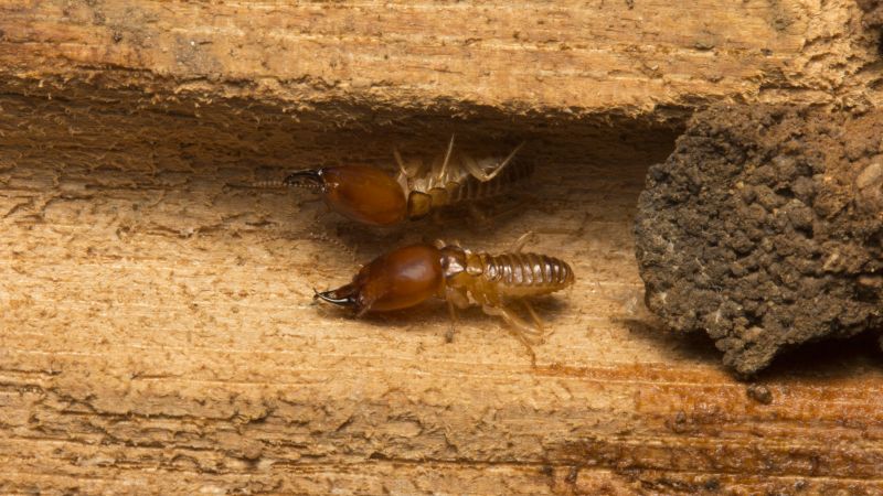 Termite Prevention in Katy, TX