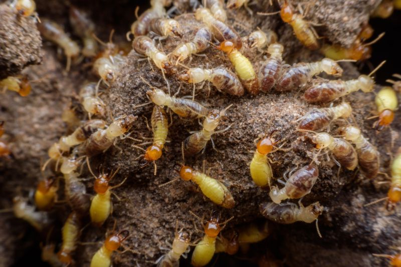 Termite Prevention in Katy, TX
