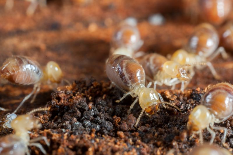 Termite Prevention in Katy, TX