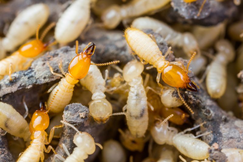 Termite Service in Frisco, TX