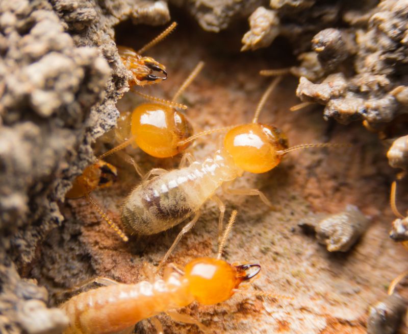 Termite Service in Katy, TX