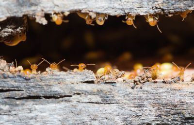 Termites Extermination in Katy, TX