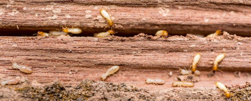 Termites Extermination in Katy, TX