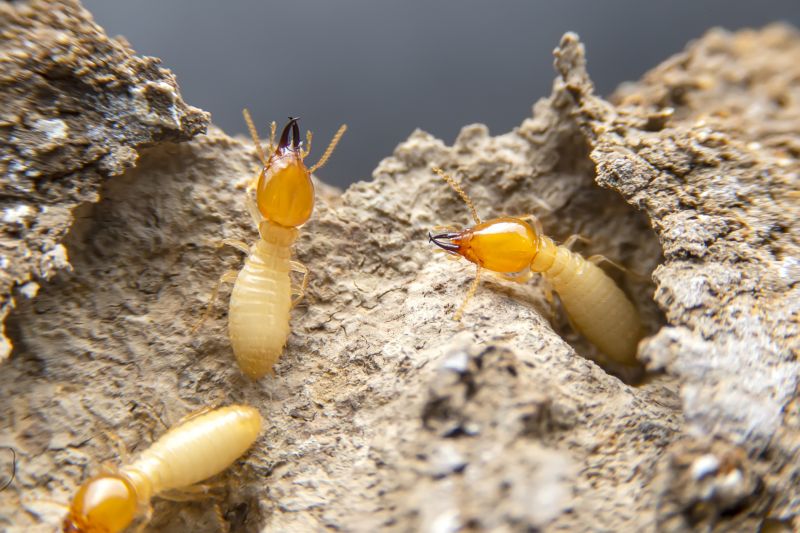 Termites Extermination in Frisco, TX