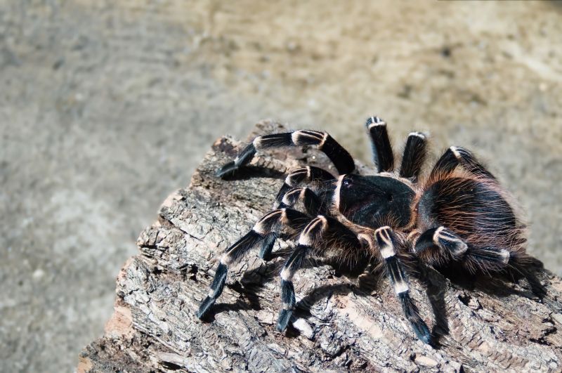 Trapdoor Spider Extermination in Fort Worth, TX