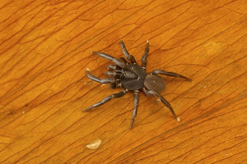 Trapdoor Spider Extermination in Rockwall, TX