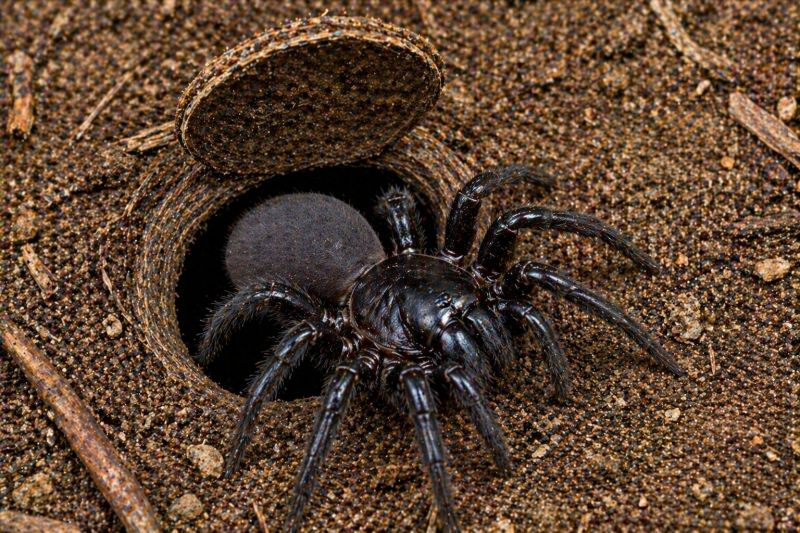 Trapdoor Spider Removal in New Braunfels, TX