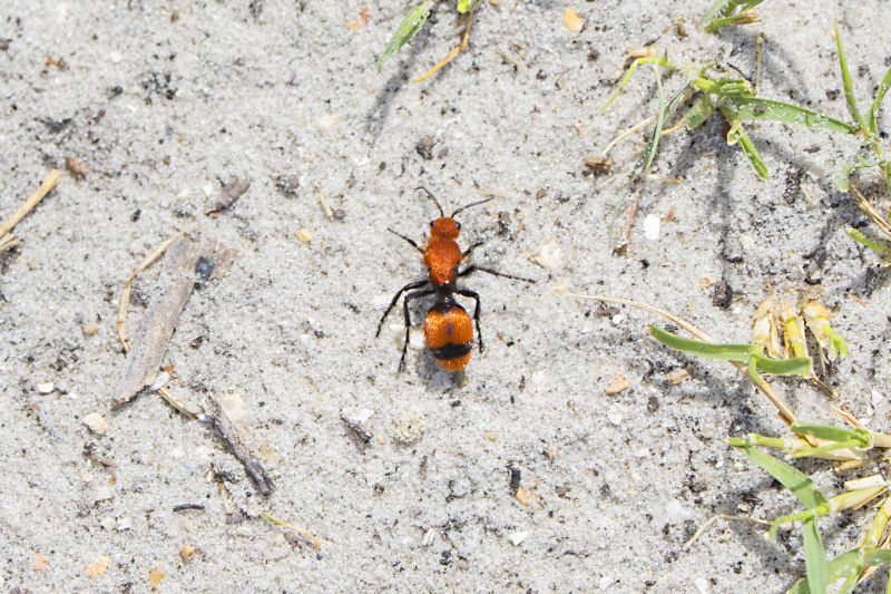 Velvet Ant Extermination in Denton, TX