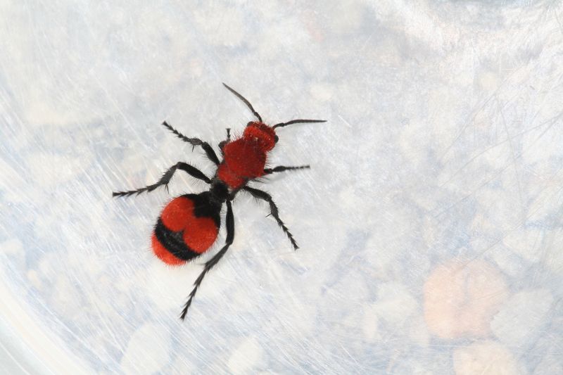 Velvet Ant Extermination in Rockwall, TX