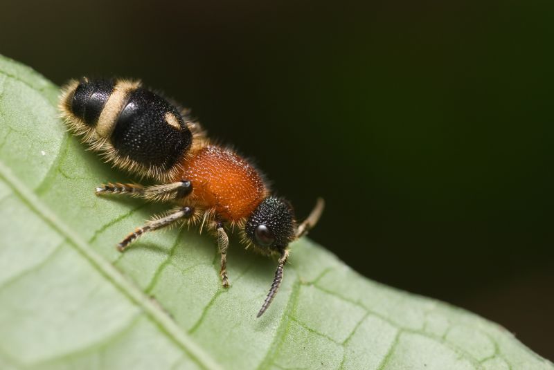 Velvet Ant Extermination in Frisco, TX