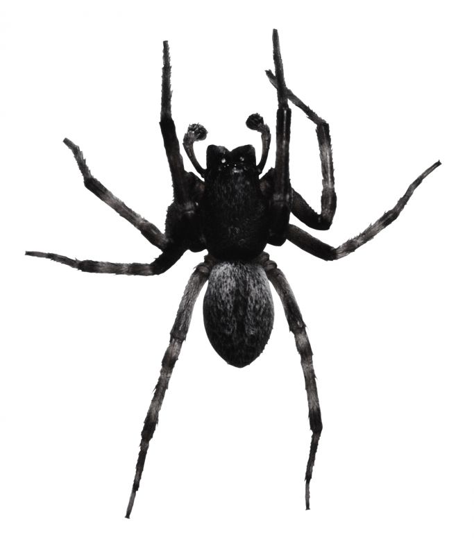 Wolf Spider Removal in Katy, TX