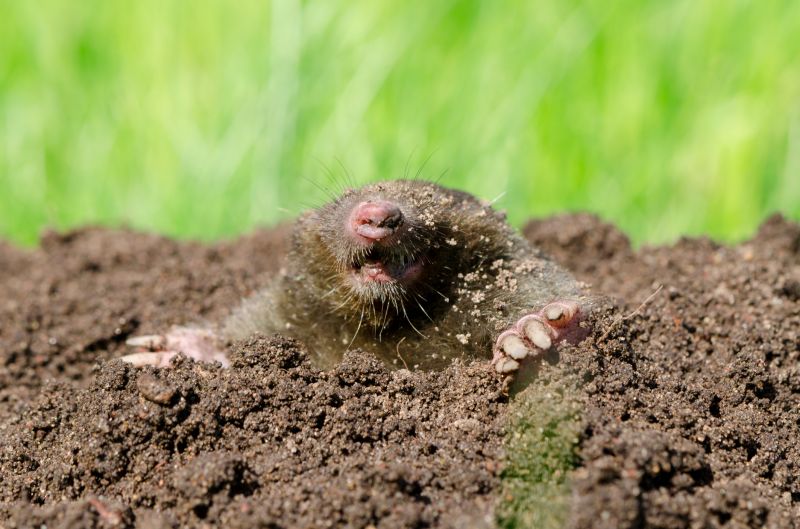Yard Mole Removal